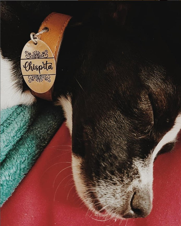 CHISPITA